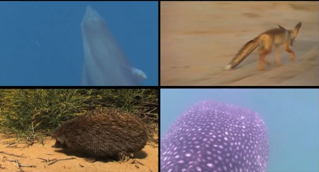 博天堂·918-官方网站|真人游戏品牌