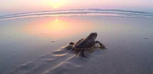 博天堂·918-官方网站|真人游戏品牌